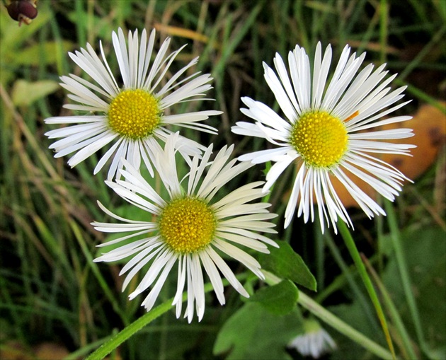 Margaretky