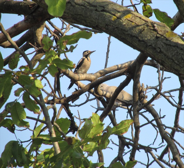 Ďateľ a hrdlička sa hrajú na skrývačku