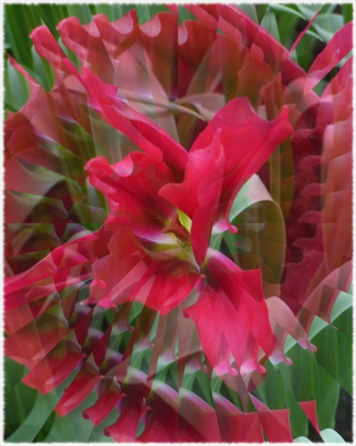 Tulipán