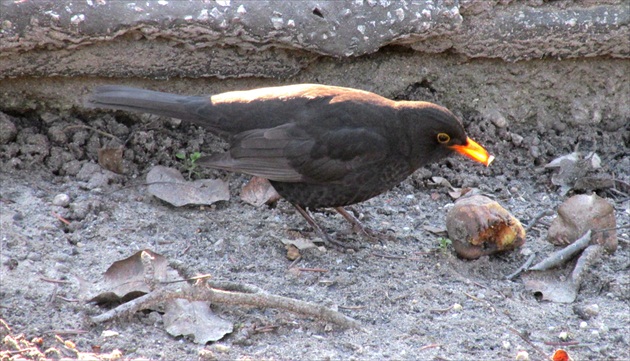 Do čoho som ďobol, že takto svietim...?