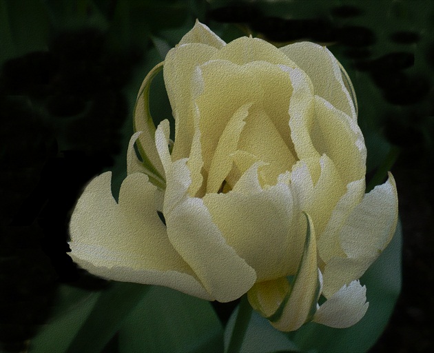 Zeleno-žltý tulipán
