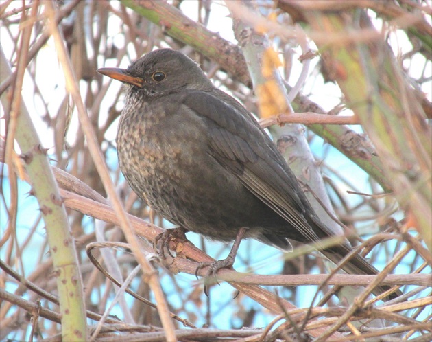 Medzi tŕňami šípok