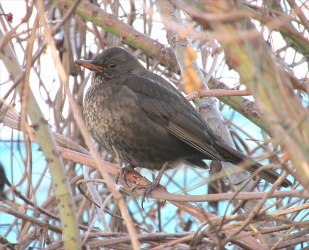 Drozd bez úpravy jasu