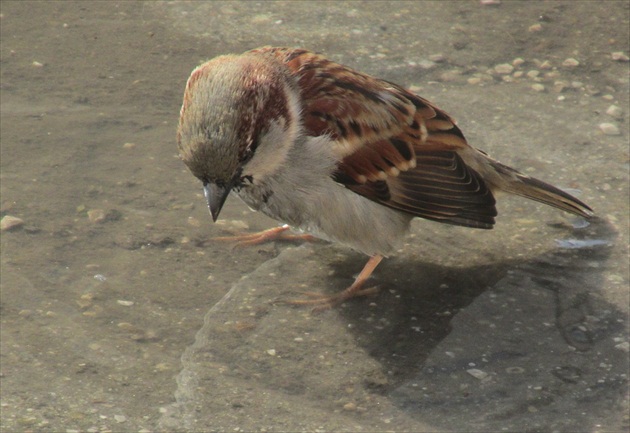 Piť , či nepiť! Kto mi odpovie...