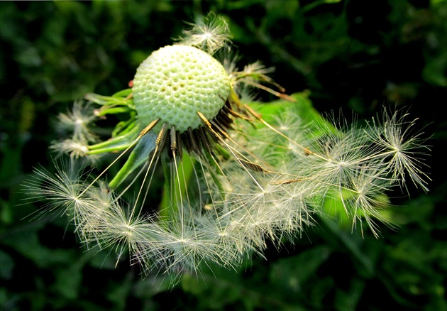ešte zopár najvernejších...