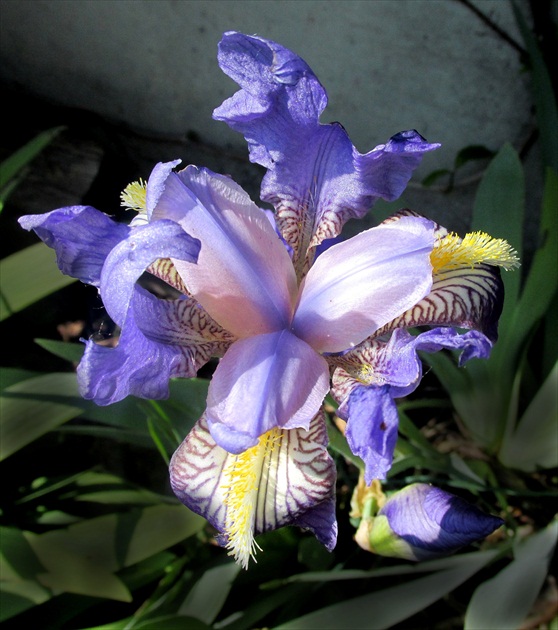 iris