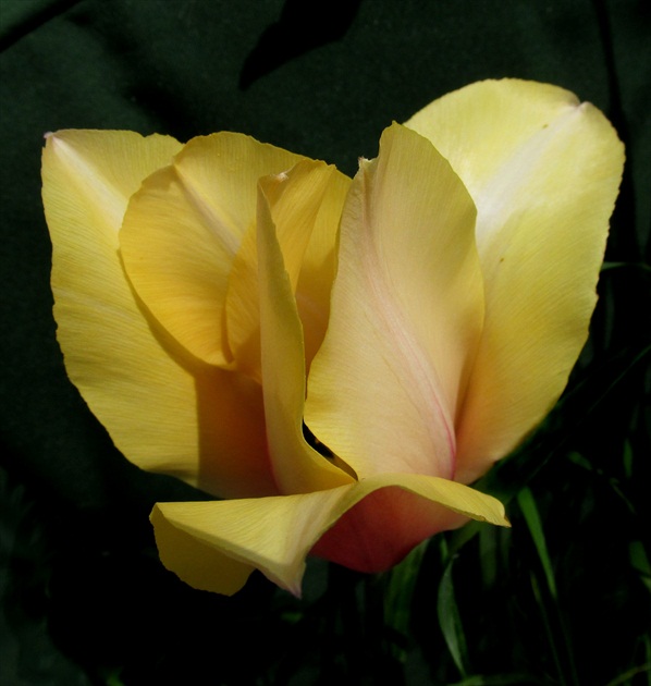 Môj posledný tulipán