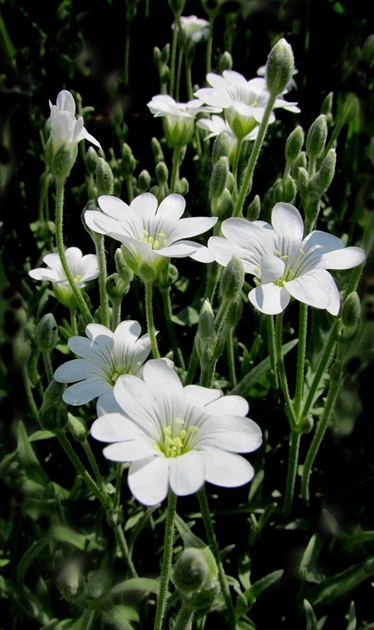 Gypsomilka
