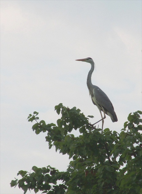 Ráno pristála na marhuli...