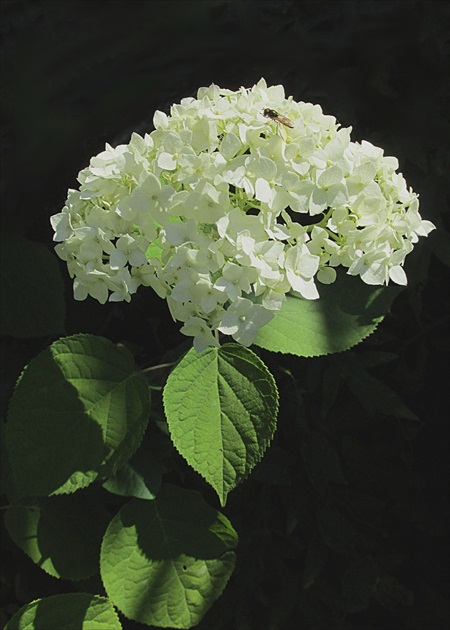 Hortenzia