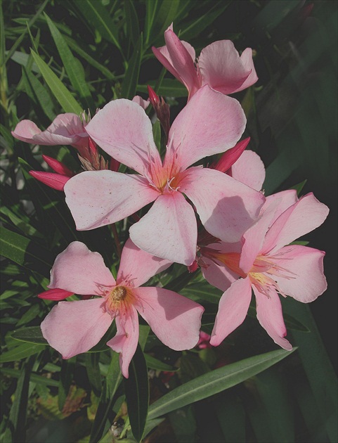 Oleander