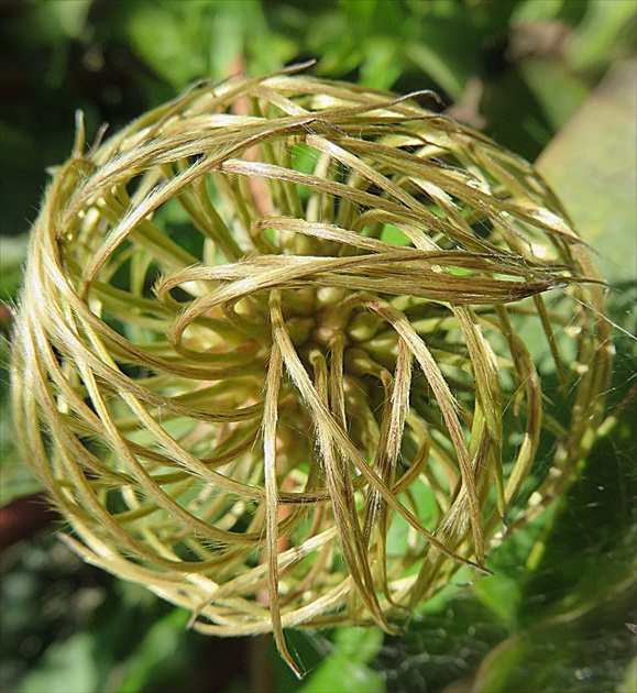 Pekný aj po odkvitnutí  - clematis