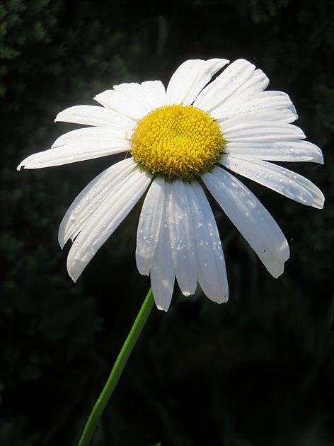 V rannej rose