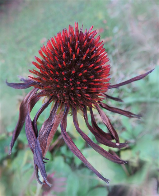 Echinacea