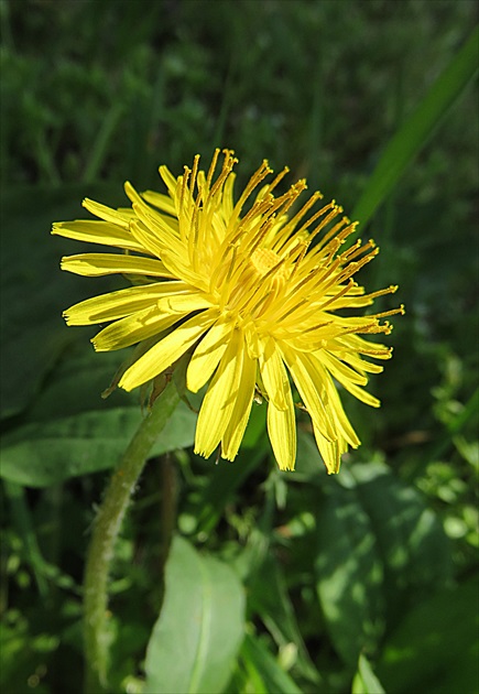 Púpava