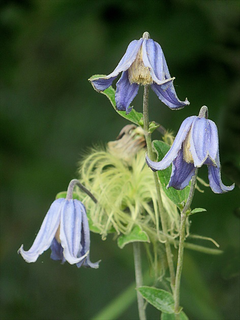 Clematis