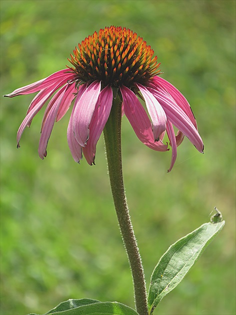 Echinacea