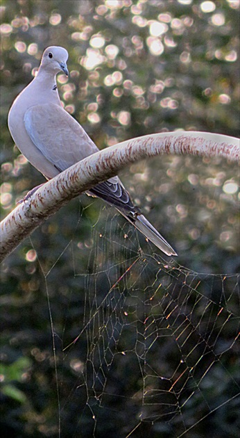 Medzi trblietkami...