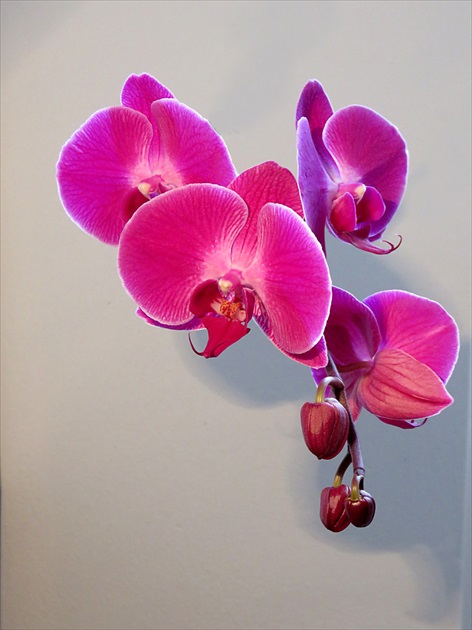 Nenáročná orchidea