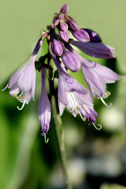 Hosta