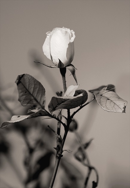 Černobiela biela ruža