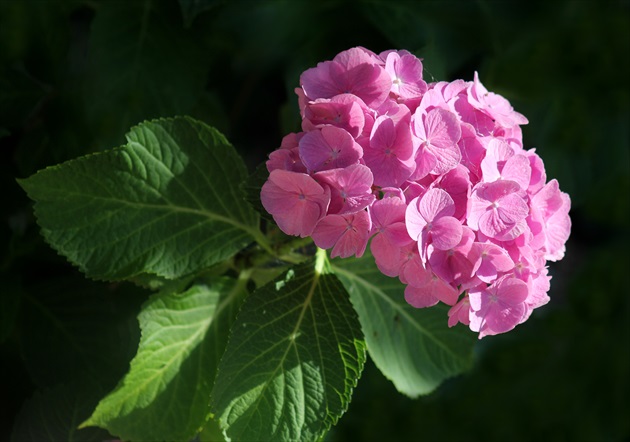 Ružová hortenzia