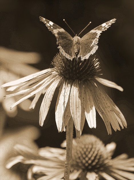 Echinacea a motýľ