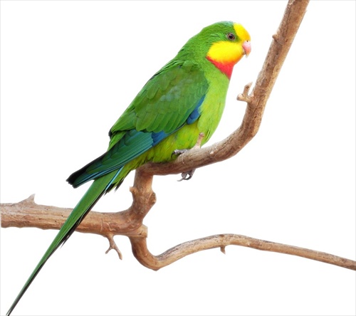 Papagáj nádherný