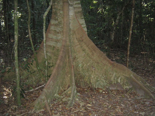 kmeň stromu