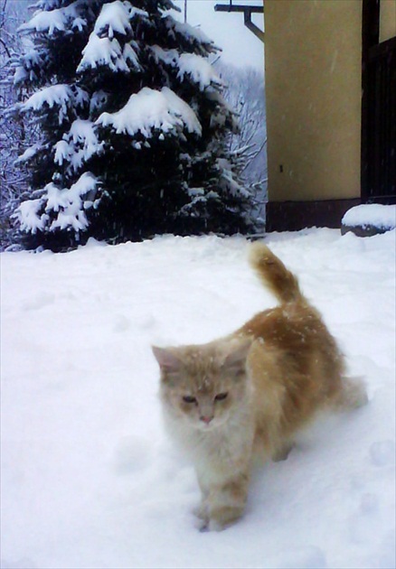 Malá mačka, veľký sneh