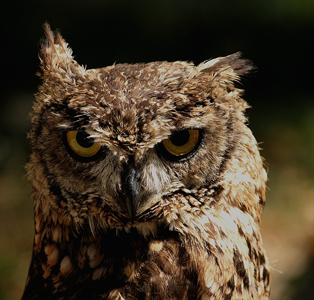 Bubo - bubo