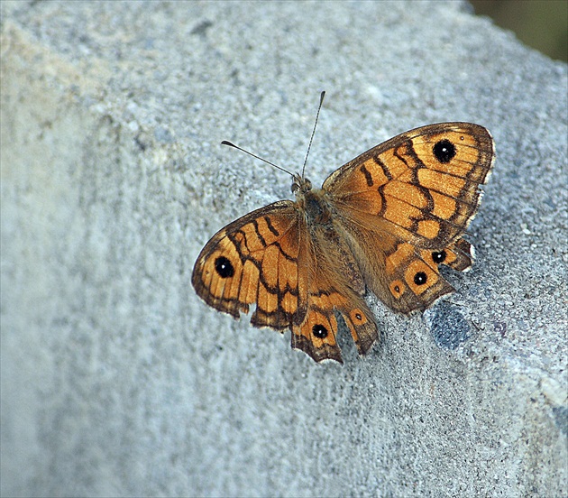 Očkáň.