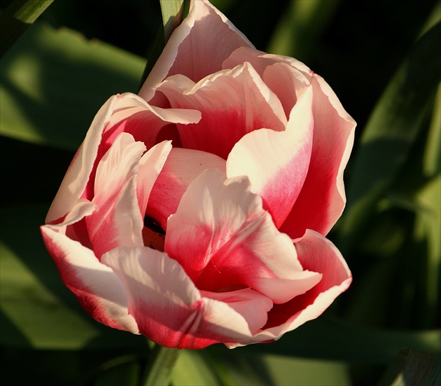 Iný pohľad na tulipán.