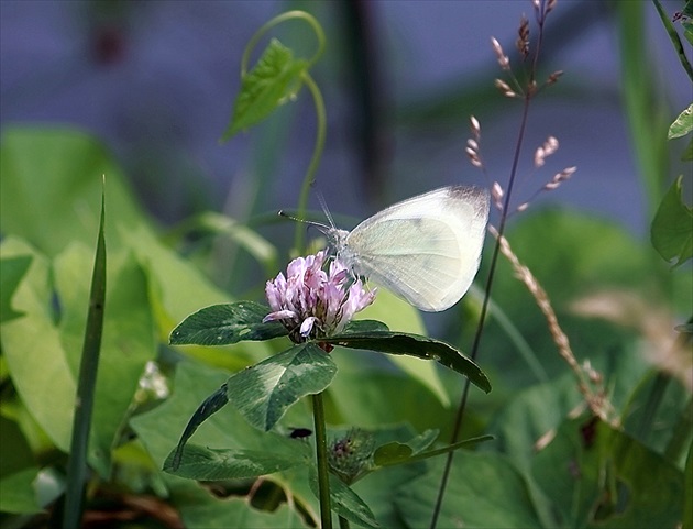 Motýľ.