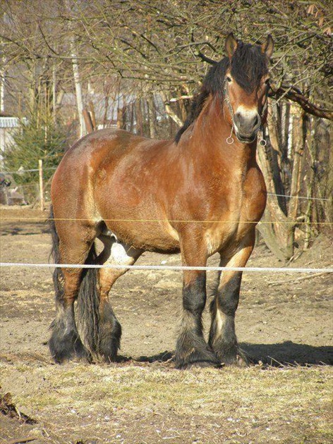 Ťažný kôň-Pejo