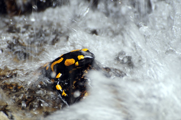 Salamandra škvrnitá v Hlbockom vodopáde