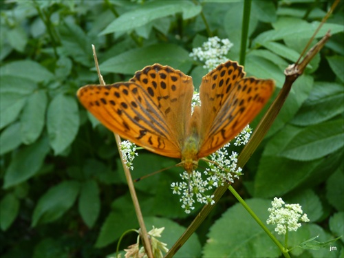 motyl