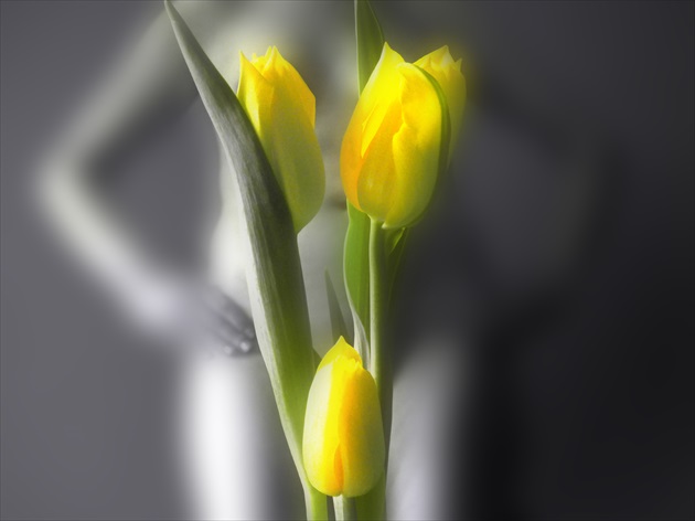 tajomné tulipány