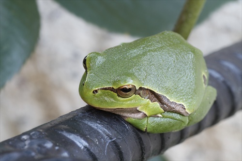 hyla