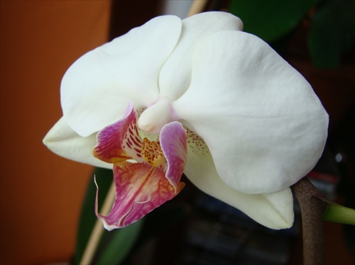 kamarátkyna orchidea