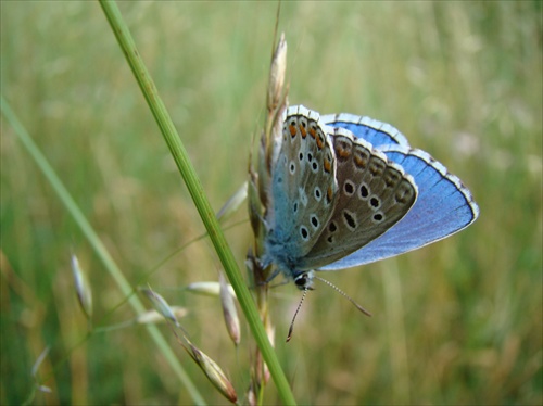 motýl 3
