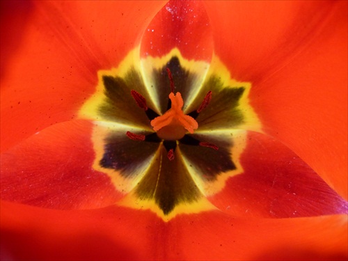 kúsok z tulipánu