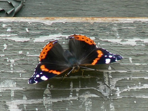 Motýl 2
