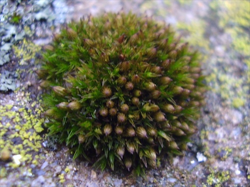 zelený ježko