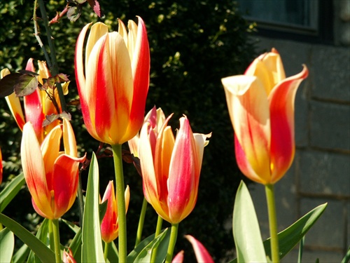 tulipán 1