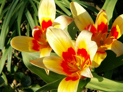 tulipán 2