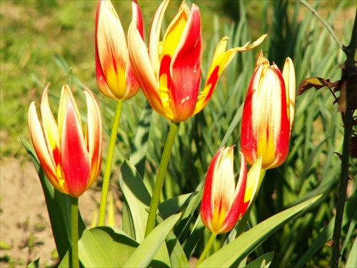 tulipán 3