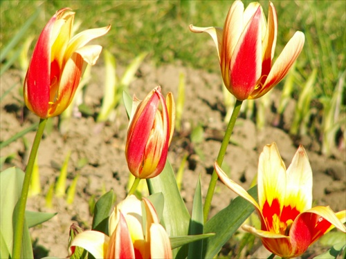 tulipán 4