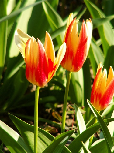 tulipán5
