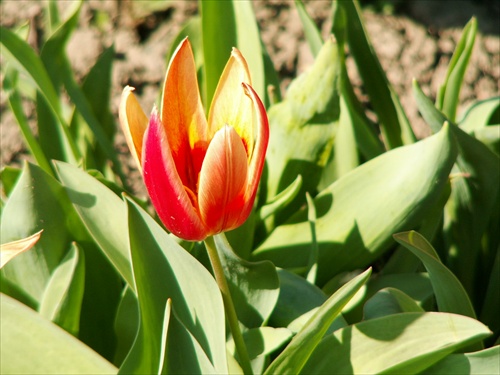 tulipán 6